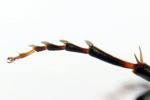 Tenthredo sp.